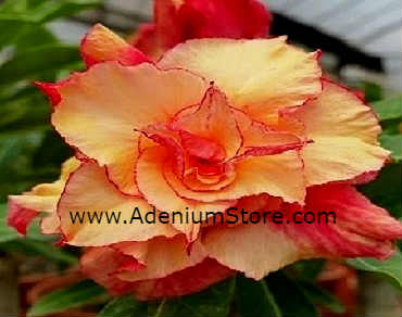 Adenium Obesum 'Triple Morning Star' 5 Seeds - Click Image to Close